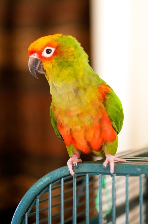 Perroquet conure orange et vert assis sur la cage.  |  Où vivent les perroquets ?