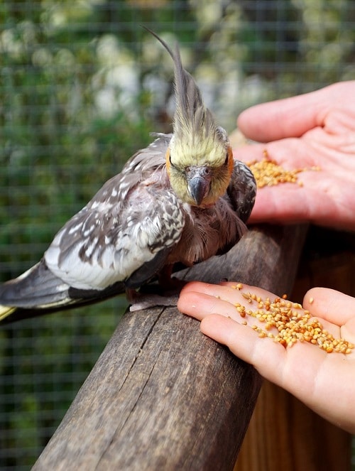 Perroquet calopsitte gris se voyant offrir des graines à deux mains |  Que mangent les calopsittes ?