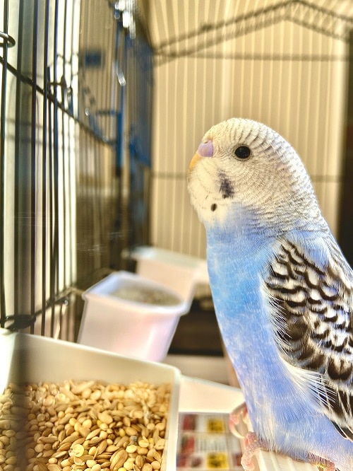 Jeune perruche perruche bleue assise sur un bol de nourriture rempli de graines pour oiseaux.  |  Guide sur ce que mangent les perruches