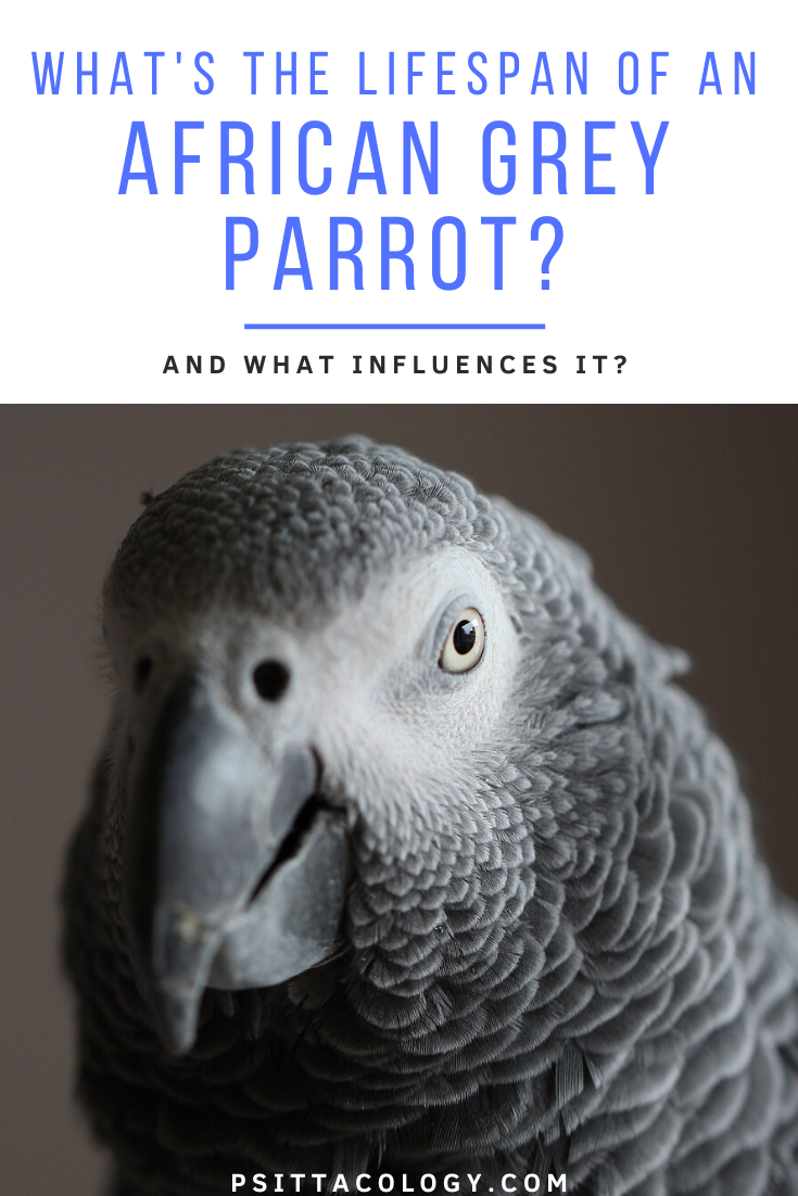 Mise au point peu profonde d'un perroquet gris d'Afrique (Psittacus) |  Guide sur la durée de vie du perroquet gris d'Afrique