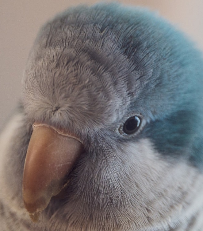 Gros plan du perroquet quaker bleu (perruche moine)