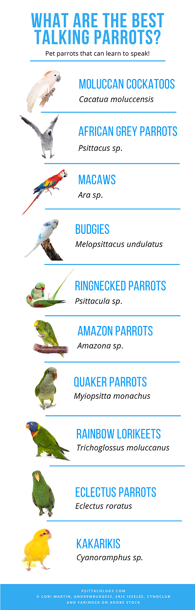 Infographie montrant les meilleures espèces de perroquets parlants.
