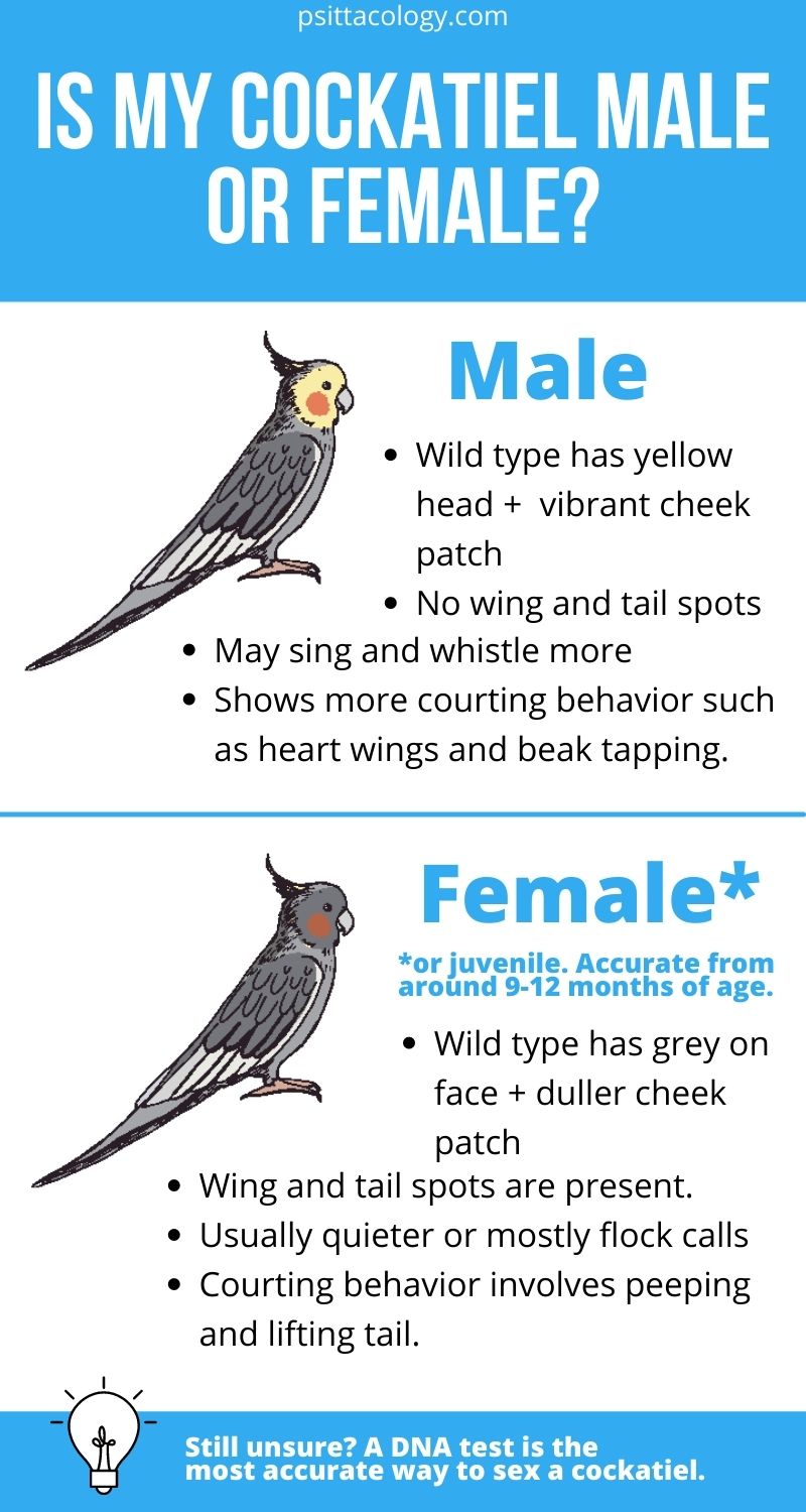 Infographie montrant les différences entre les calopsittes mâles et femelles, une espèce populaire de perroquet de compagnie.