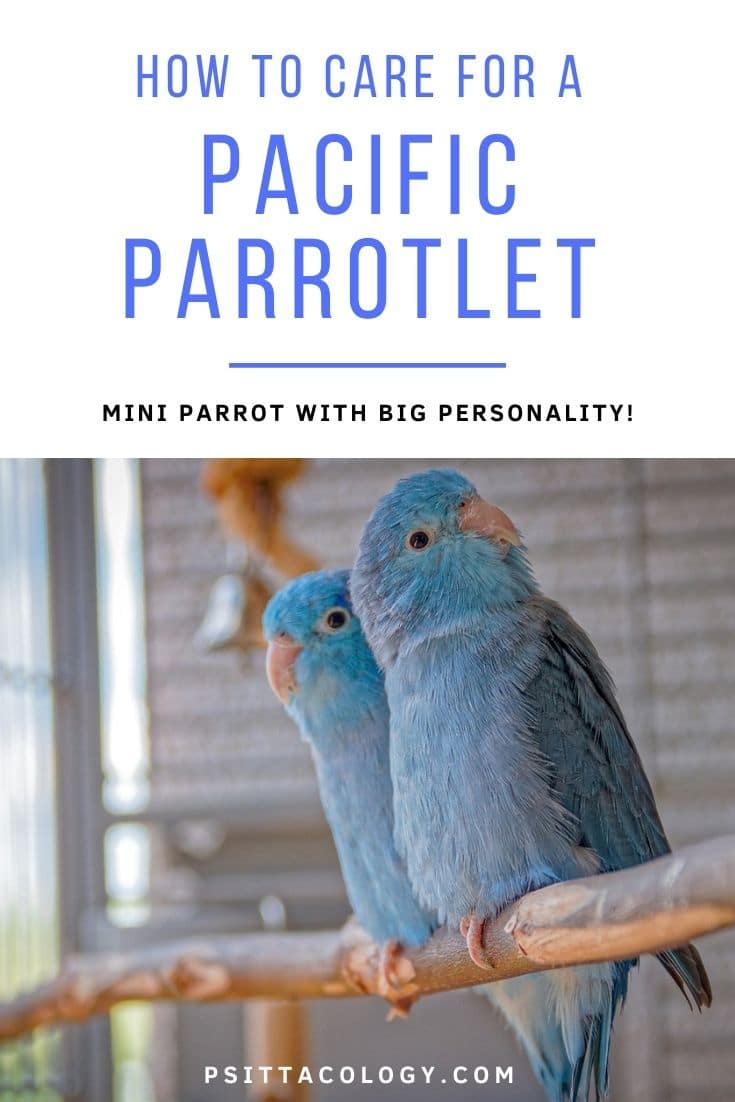 Deux perroquets bleus du Pacifique (Forpus coelestis), un perroquet de compagnie populaire.