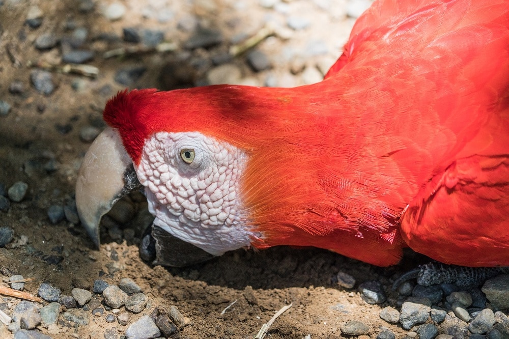 Un perroquet ara rouge mangeant de la terre.