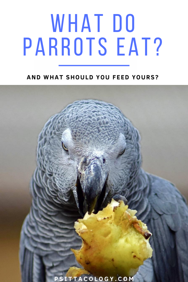 Perroquet gris africain mangeant des pommes | Que mangent les perroquets? Guide diététique du perroquet.