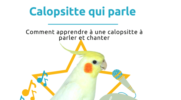 calopsitte qui chante