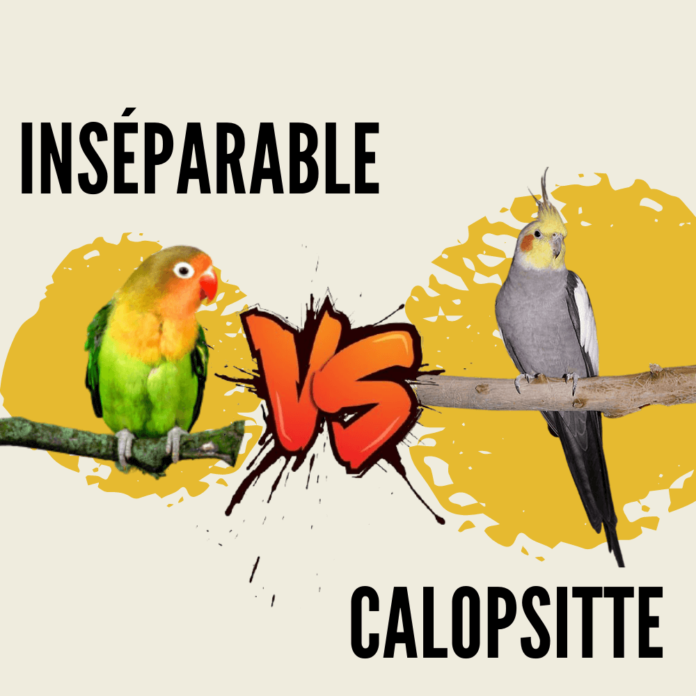 inséparable vs calopsitte