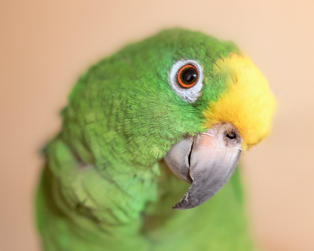 perroquet Amazon