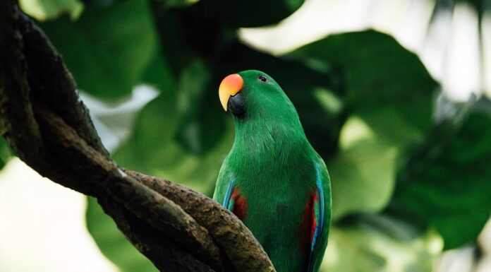 perroquet Eclectus