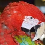 les perroquets peuvent-ils repousser leurs plumes ?