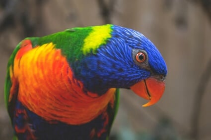comment améliorer la qualité des plumes des perroquets