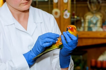 traitement vermifuge pour perroquets
