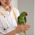 les vétérinaires soignent-ils les perroquets ?