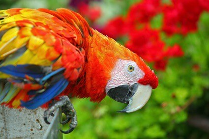 les perroquets les plus colorés du monde