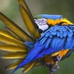 décoloration des plumes de perroquet