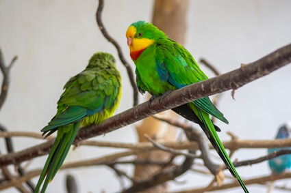 les perroquets mâles sont-ils plus agressifs ?