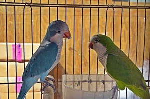 les perroquets quakers sont-ils bons pour les appartements?