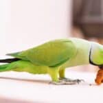 do parrots eat biscuits?