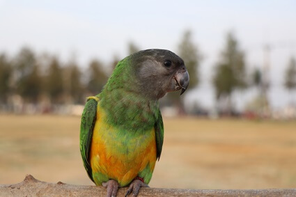 Comment apprendre à parler à un perroquet du Sénégal