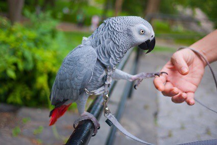 Perroquet gris d'Afrique à queue rouge