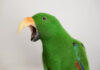 Parrot Beak Adaptations