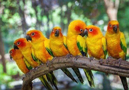 Pourquoi les perroquets sont-ils de couleurs vives ?