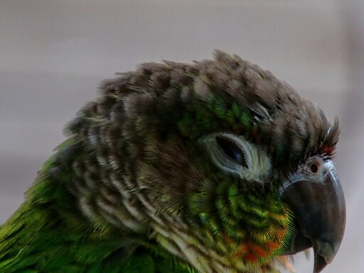 conure