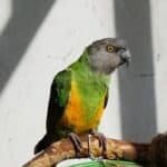 Comment s'occuper d'un perroquet du Sénégal