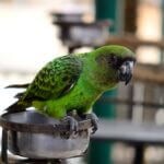 les perroquets du Sénégal peuvent-ils apprendre à parler ?