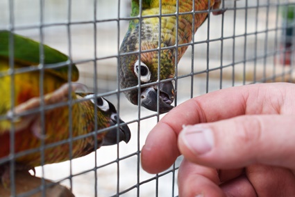 De quoi les perroquets ont-ils besoin dans leur cage ?