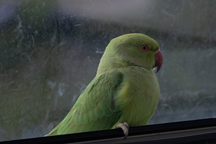 quelle température est trop froide pour les perroquets ?