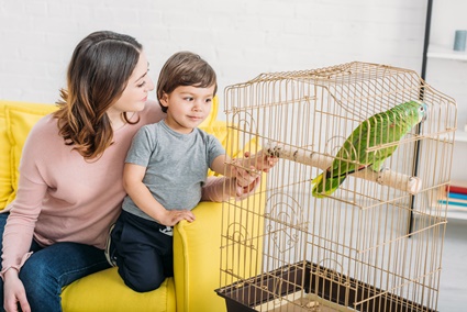 installation cage perroquet