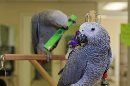 Qu'est-ce que les perroquets gris d'Afrique aiment faire pour s'amuser ?