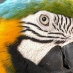 qu'est-ce que l'épinglage des yeux chez les perroquets?