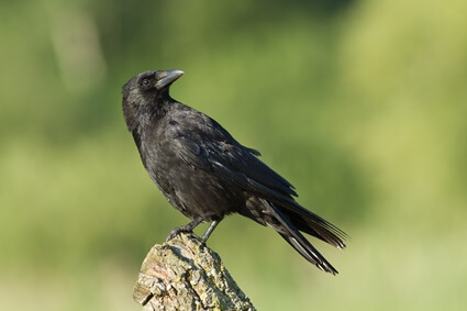 les corbeaux peuvent-ils parler comme des perroquets ?