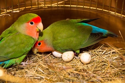 les perroquets savent-ils si leurs œufs sont morts ?