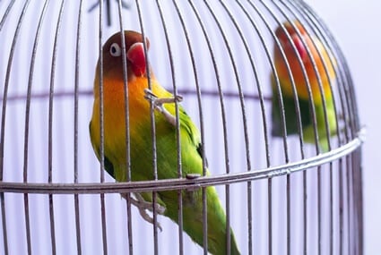 signes d'hémorragie interne chez les perroquets