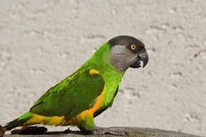 Sénégal Parrot prix
