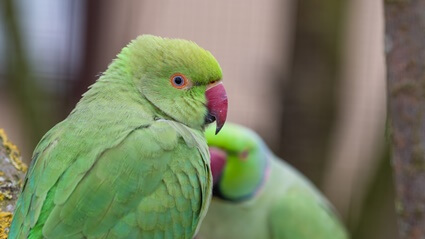 les perroquets à collier femelles peuvent-ils parler?