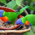 les perroquets arrêtent-ils de manger quand ils sont rassasiés ?