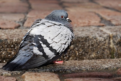 les pigeons sont-ils les oiseaux les plus intelligents ?