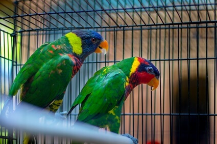 how do parrots talk without vocal chords?