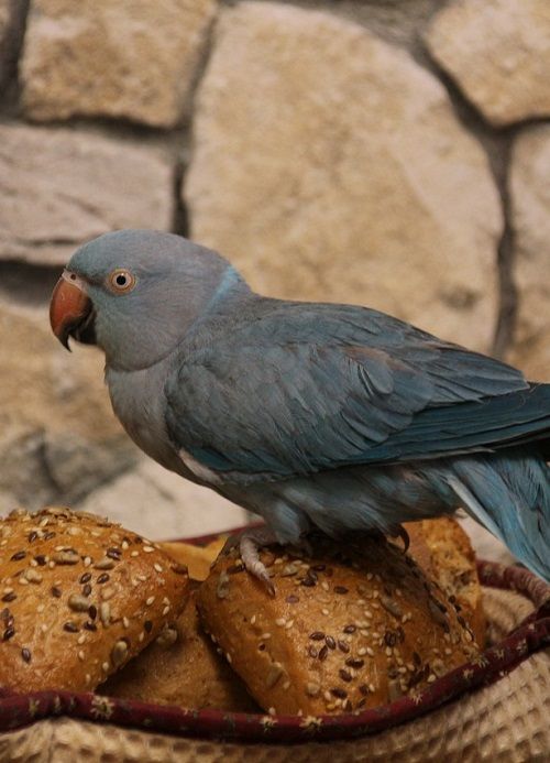 Blue Indian ringneck parrot (Psittacula krameri) sat on a basket of multigrain bread buns.