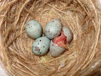 why does my bird lay eggs without mating?