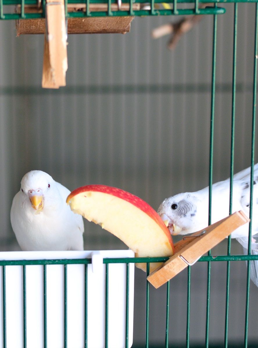 Perruches ondulées en cage ouverte mangeant une tranche de pomme. | Les perruches s'accouplent-elles pour la vie ?
