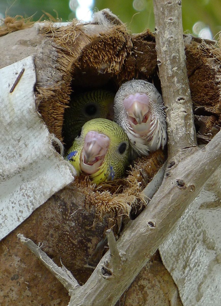 Des bébés perruches qui sortent de leur nid de noix de coco.