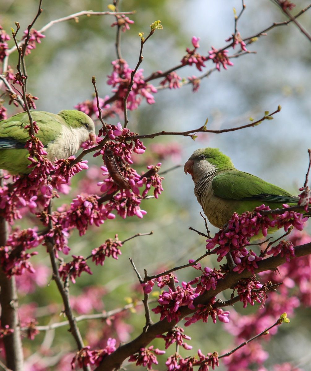 Perroquets quakers (Myiopsitta monachus) assis dans un arbre à fleurs roses.