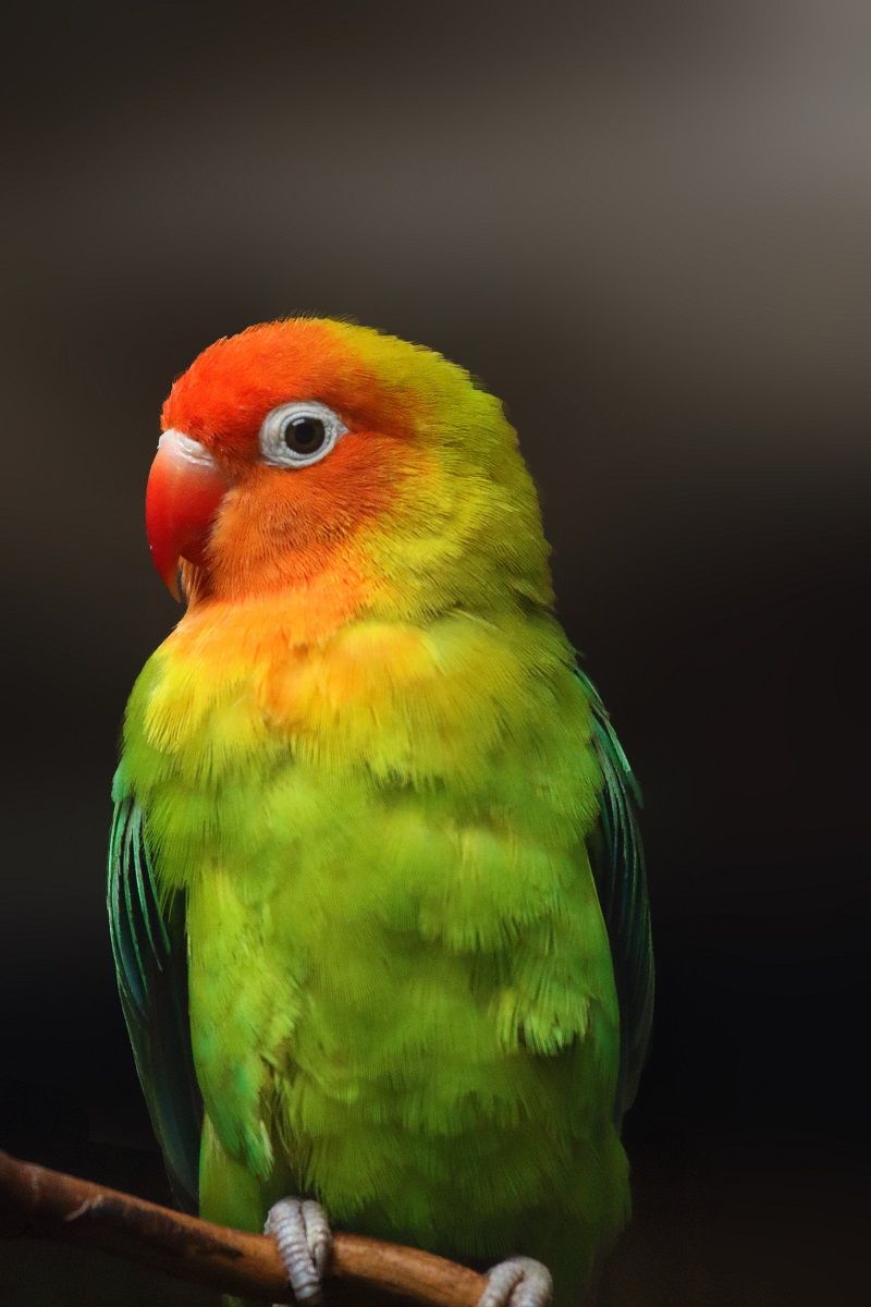 L'inséparable de Lilian (Agapornis lilianae), également connu sous le nom d'inséparable Nyasa sur fond sombre. Un petit perroquet africain à tête orange.
