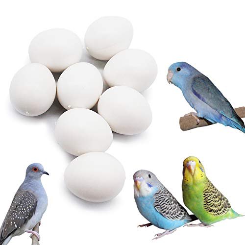 FOIBURELY Lot de 8 œufs en plastique solides pour perroquet, œufs à couver, perroquet, perruche, colombe diamant pour tromper les oiseaux pour arrêter de pondre, faux œufs (19 mm x 16 mm)